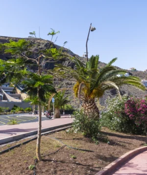Street With Palm Trees and Buildings