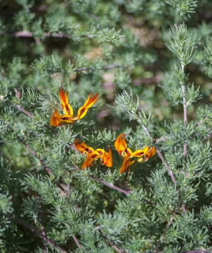 Group of Orange Butterflies on Plant