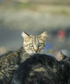 Cat With Kitten's Face