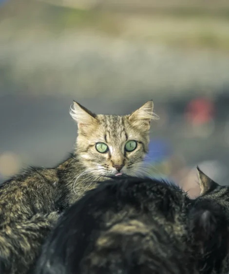 Cat With Kitten's Face