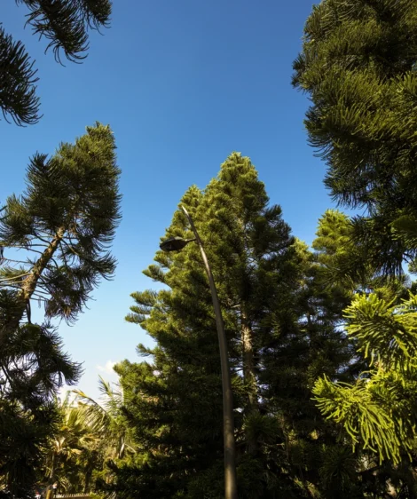 Group of Trees
