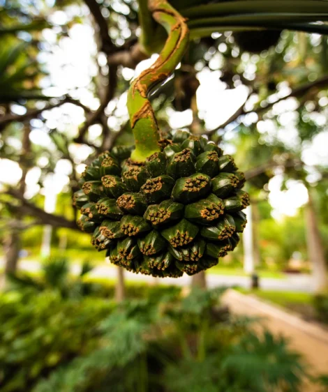 Close Up of Plant