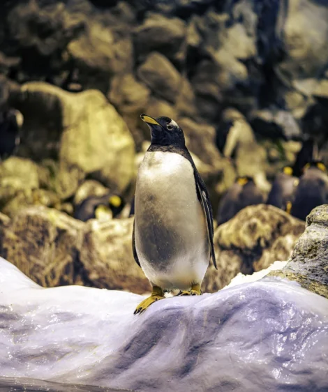 Penguin Standing on Snow