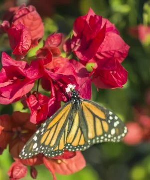Butterfly on Flower