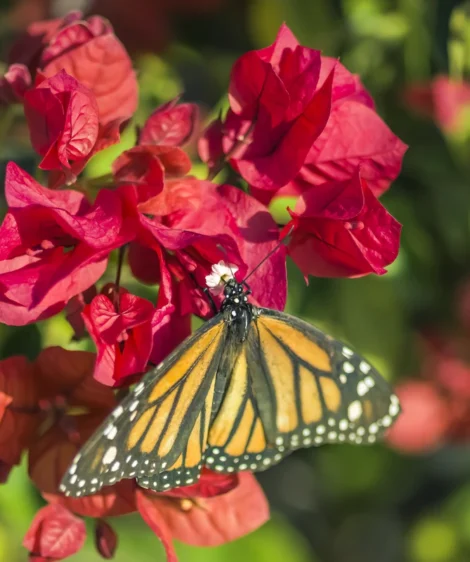 Butterfly on Flower