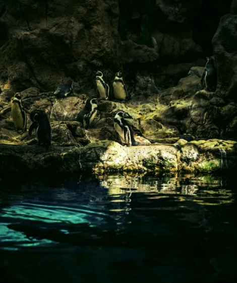 Group of Penguins on Rock