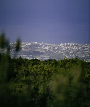 View of Mountain Range From Forest