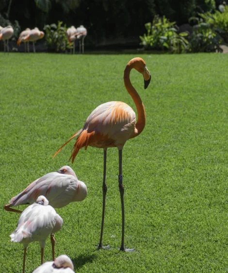 Flamingo Standing on Grass