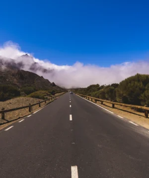 Road With Trees on the Side
