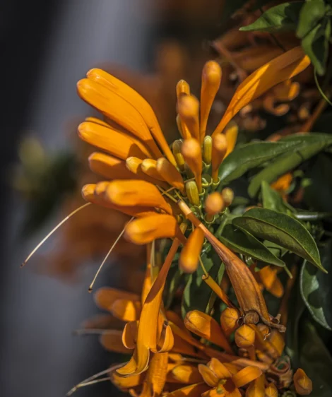 Close-up of Flower