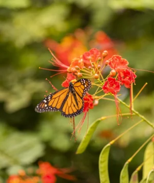 Butterfly on Flower