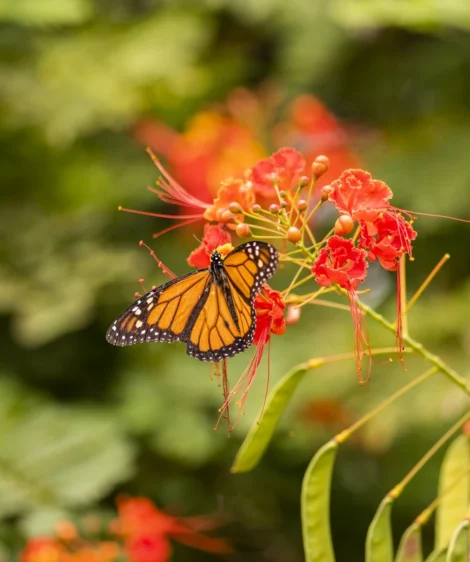 Butterfly on Flower