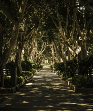Path With Trees on the Side
