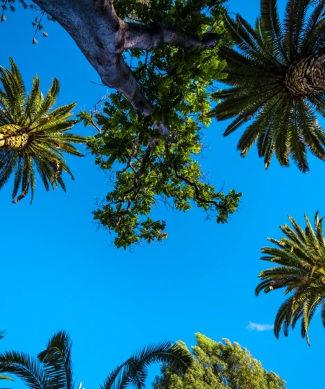 Group of Palm Trees
