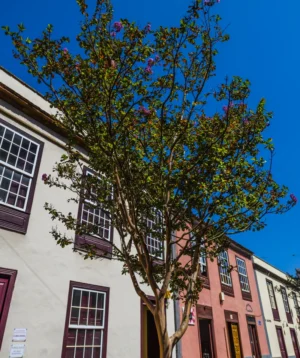 Tree With Building in the Background