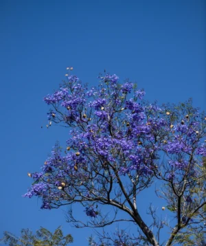 Tree With Purple Flowers