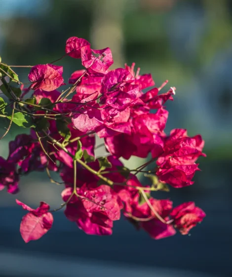 Close Up of Flower
