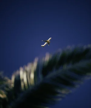 Plane Flying Over Tree