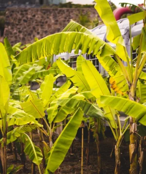 Close-up of Some Plants