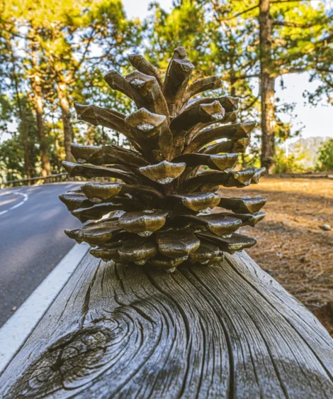 Pine Cone on Tire