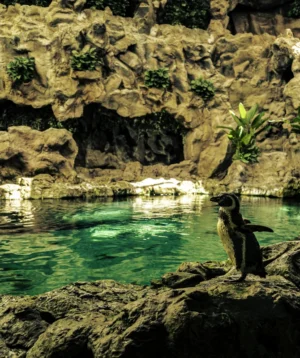 Penguin on Rock by Body of Water