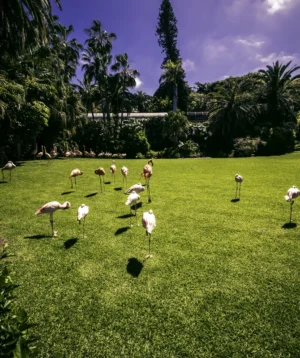 Group of Birds on Grassy Field
