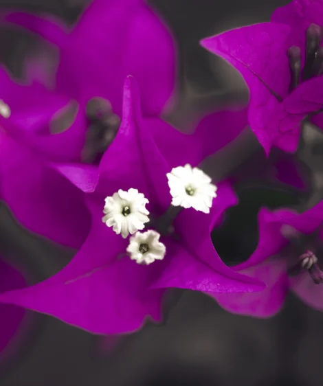 Close Up of Flowers