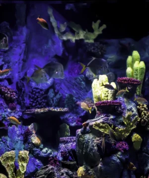 Group of Fish Swimming in Tank