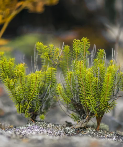 Close-up of Plant