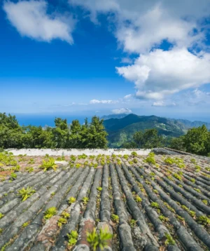 Field of Plants With Trees and Mountains in the Background
