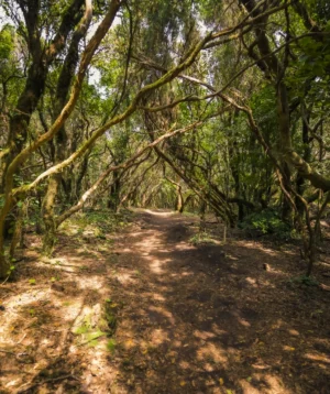 Dirt Path Through Forest