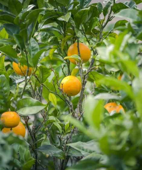 Group of Oranges Swing From Tree