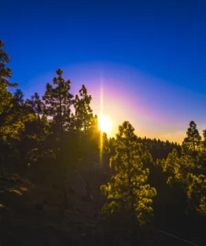 Sun Shining Through the Trees