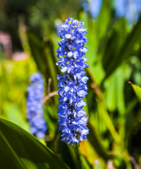 Blue Flower With Green Leaves