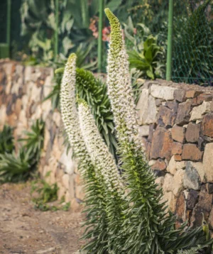 Cactus in Garden