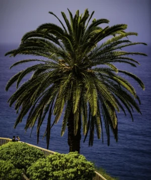Palm Tree by the Water