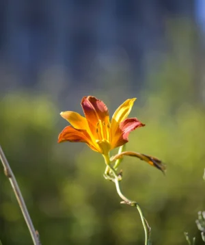 Close Up of Flower