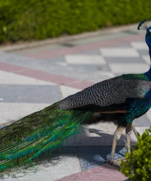 Peacock Standing on Brick Surface
