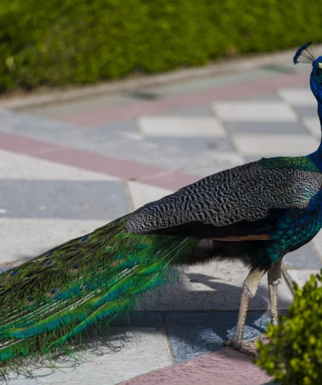 Peacock Standing on Brick Surface