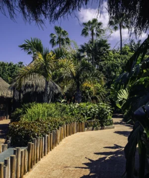Path With Palm Trees and Fence