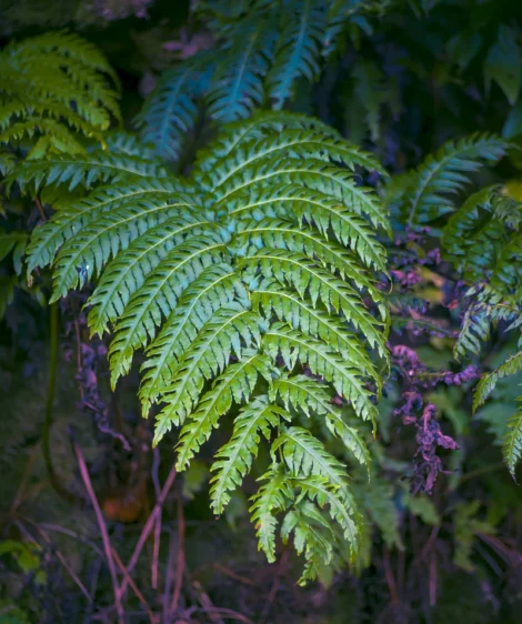 Close-up of Plant