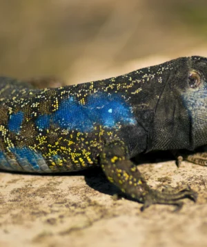 Colorful Lizard on Rock