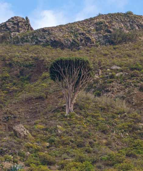 Tree in Field