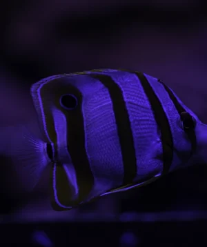 Blue Fish With Black Eye