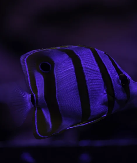 Blue Fish With Black Eye