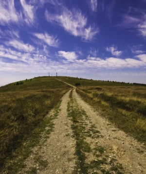 Dirt Road in Grassy Field