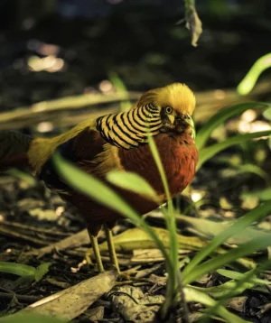 Bird Standing on the Ground