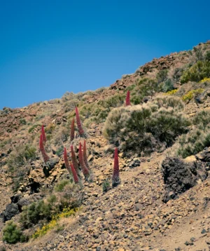 Group of Red Flowers on Rocky Hillside