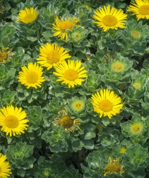 Field of Yellow Flowers