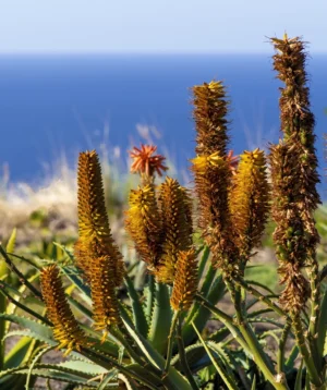 Close-up of Some Plants